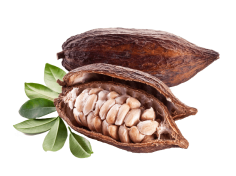 Cacao images